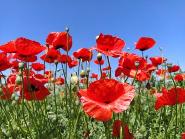 Mavi gökyüzüne karşı kırmızı gelincik çiçekleri açıyor. Afyon kaynağıdır. Tarlada yabani çiçekler. Parlak güneşte parlayan yumuşak gelincik yaprakları. Rüzgar çiçekleri savurur.