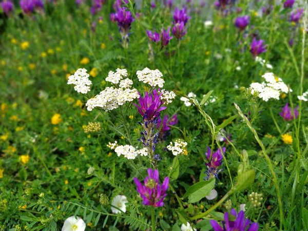 A lawn with purple, white and yellow spring wildflowers in the Balkans. Yarrow closeup in the grass. Honey and medicinal plants. The concept of ecology and natural medicine.