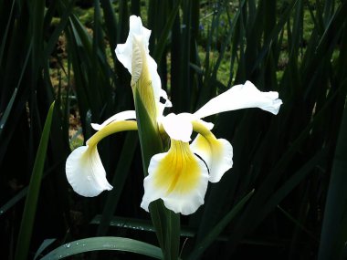 Narin yaprakları olan güzel beyaz süsen çiçekleri. Çiçeğin içindeki sarı. Koyu yeşil ve siyah arka plan.