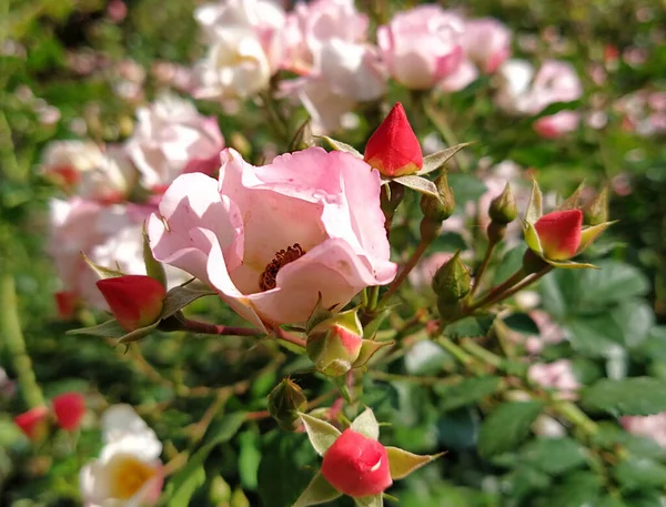 Rosa Och Vita Rosor Trädgården Närbild Banner Med Ljusa Rosa — Stockfoto