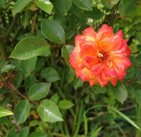 红色的橙子在绿叶的衬托下绽放 成熟品种玫瑰花瓣的精致花瓣 著名的雄蕊和雌蕊 部分模糊的图像 软焦点 — 图库照片