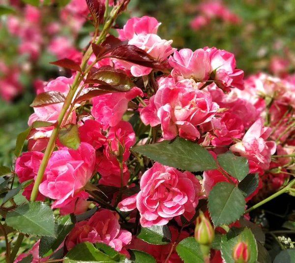 Ljusrosa Och Lila Rosor Trädgården Terry Blommor Gratulationskort Glad Alla — Stockfoto