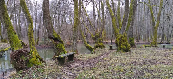 Fiume Miliacka Sarajevo Bosnia Erzegovina Fonti Del Fiume Milacki Montagna — Foto Stock