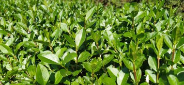 Yeşil çalılar. Çit. Parlak taze yapraklar. Parlak parlak yapraklar. Güneş ışığı. Şehir Parkı. Bahçe dekorasyonu. Bahçe işleri için pankart.