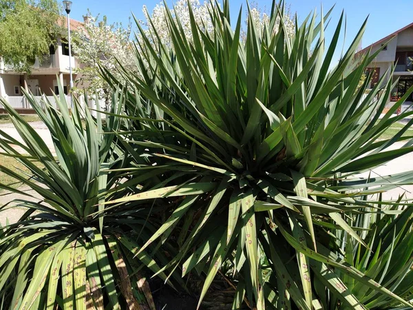 Agave plant with long leaves. Several agave bushes. Gardening of parks, personal plots and courtyards. Evergreen.