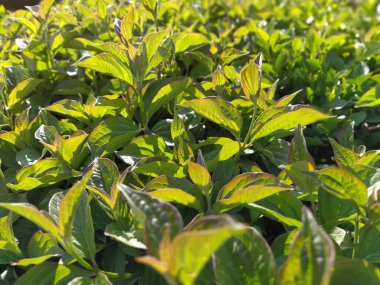 Çay çiftliği, yakın plan. Kasvetli akşam güneşi. Işığa karşı ateş.