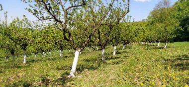 Genç elma ağaçları bahçeleri, beyaza boyanmış, baharın başlarında sıra sıra büyüyorlar. Arka plandaki kanalda suyla birlikte. Pankart.