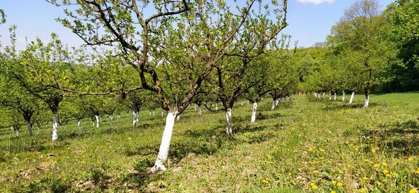 Boomgaard Van Jonge Appelbomen Wit Geschilderd Groeiend Rijen Het Vroege — Stockfoto