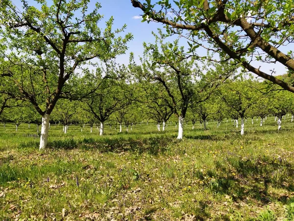 Boomgaard Van Jonge Appelbomen Wit Geschilderd Groeiend Rijen Het Vroege — Stockfoto