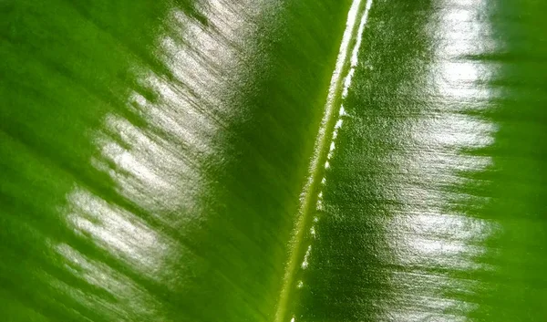 Muito Extremo Perto Ficus Licença Verde — Fotografia de Stock