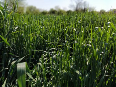 Buğday tarlasını kapatın. Yazın yeşil, uzun çimenler yükselir ve rüzgârda sallanır. Yoğun yeşil renk.