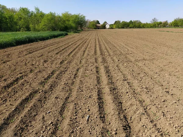 Geploegd Veld Met Vruchtbaar Land Maïsveld Met Tarwe Landbouwwerkzaamheden Grond — Stockfoto