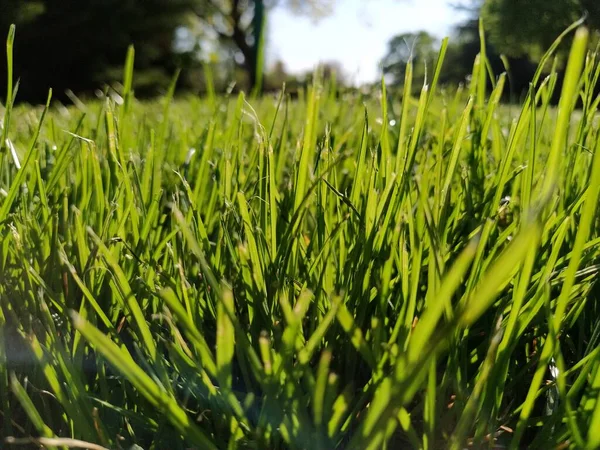 Green Grass Meadow Lawn City Park Trimmed Grass Sun Rays — Stock Photo, Image