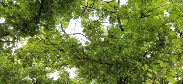 Branches Feuilles Érable Avec Graines Verts Été Lumineux Dans Parc — Photo