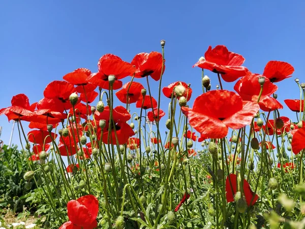Beautiful Red Poppies Blue Sky Photo Side Wild Poppies Field — Stock Photo, Image