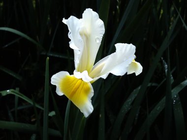 Narin yaprakları olan güzel beyaz süsen çiçekleri. Çiçeğin içindeki sarı. Koyu yeşil ve siyah arka plan