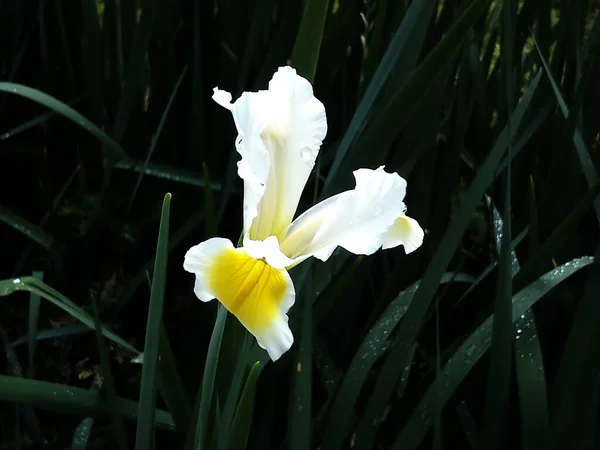 美丽的白色虹膜 花瓣精致精致 花里面的黄色 深绿色和黑色背景 — 图库照片