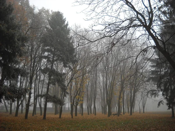 Nevoeiro Floresta Outono Árvores Caducas Coníferas Calma Folhas Amarelas Caídas — Fotografia de Stock
