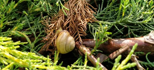 Snail Green Thuja Cypress Leaves Close Macro — Stock Photo, Image