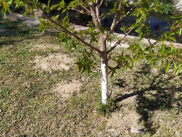 Young Apple Tree Whose Trunk Painted White Protect Tree Insect — Stock Photo, Image