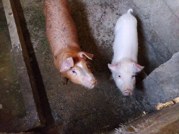 Две Маленькие Свиньи Конюшне Весёлые Животные Сарае Молодые Свиньи Откорма — стоковое фото