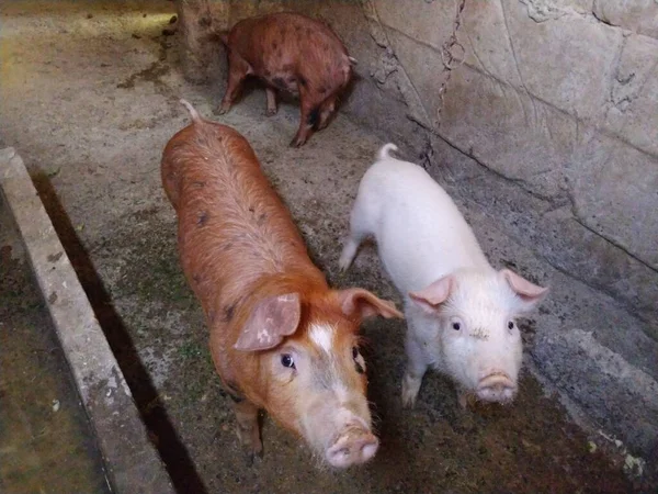 Three little pigs in a stable. Cheerful animals in the barn. Young pigs for fattening. Piglets are looking at the camera. Two red-brown pigs and one pink and white