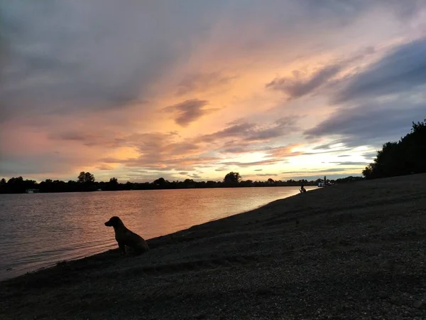 A lonely dog sits by the water and looks at the water. The dog heard a fish in the river and wants to catch it. Evening sunset on the river Sava, Serbia. Rocky beach in the evening or at night. Colorful clouds in the sky.