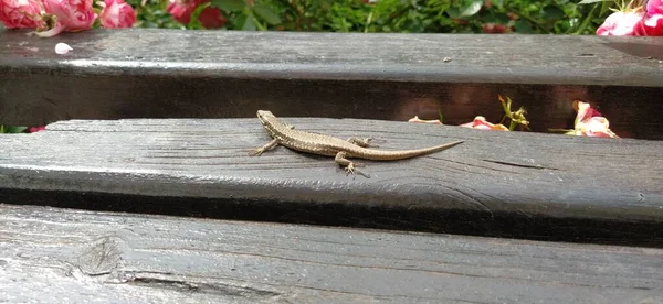 Lagarto Bronzear Pequeno Pedaço Sol Entre Sombras Banco Parque Madeira — Fotografia de Stock