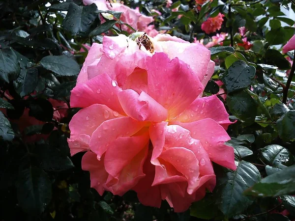 Rosa Blühende Rosen Nach Regen — Stockfoto