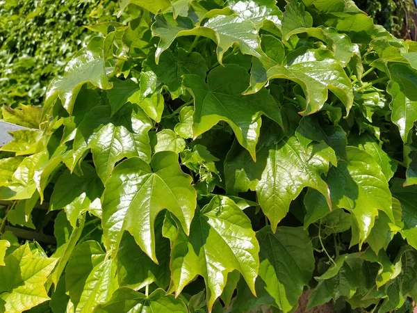春に一般的なアイビー ヘデラ ヘリックスの若い葉 デザインのための自然概念 緑の忍び寄る植物は背景として閉じます 太陽の光の反射と明るい緑の色 額装又は壁装 — ストック写真