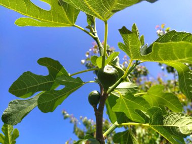Daldaki incirler. İncir ağacının yeşil dalları. Meyve ağacında meyve yetiştiriyor. Arka planda mavi gökyüzü. Kısmen odaklanmış görüntü. Yakın plan..