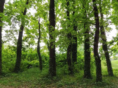 Yaprak döken orman. Orman. Subtropikal veya ılıman kıta iklimi. Ağaç gövdesindeki sürüngenler. Kalın koyu ağaç gövdeleri. Parazit bitkiler diğer bitkileri kuşattı. Kraliyetin gölgesinin altında.