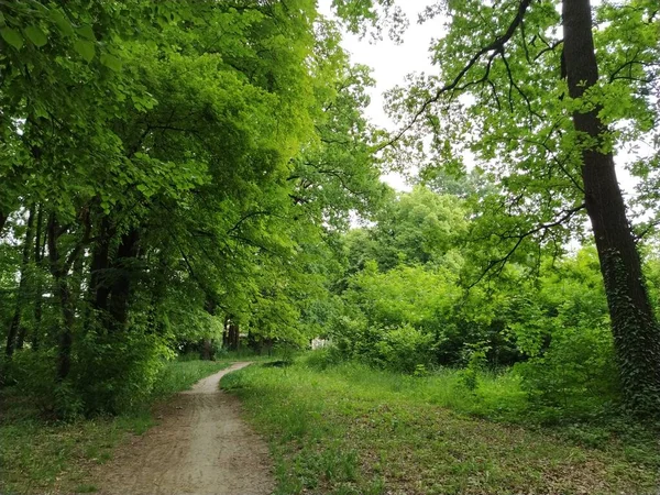 Foresta Tiglio Strada Nel Parco Cittadino Paesaggio Primaverile Accogliente Bel — Foto Stock