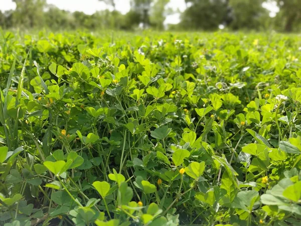 Clover Field Gros Plan Sur Les Plantes Vertes Heure Été — Photo