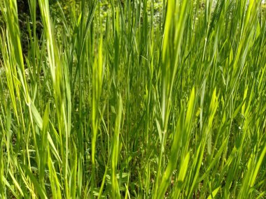 Yeşil Çimen ve Güneş Işığı. Buğday tarlası. Kış ekinleri filizlendi. Bahar ya da yaz. Kısmen Odaklanmamış Yatay Fotoğraf.