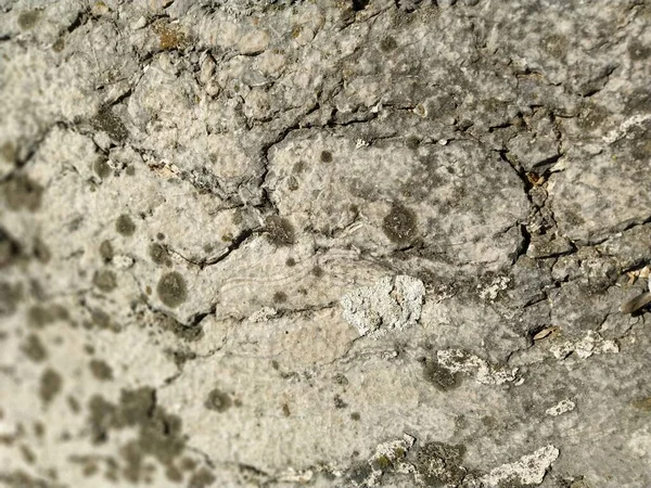 A superfície texturizada de uma parede de concreto, mármore, granito ou pedra leve com manchas escuras e rachaduras. Fundo abstrato. Criativa fundo cinza claro com pedaços de musgo vermelho e marrom, sujeira e poeira — Fotografia de Stock