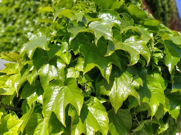 Foglie giovani di comune elica Ivy Hedera in primavera. Concetto di natura per il design. Pianta verde strisciante da vicino come sfondo. Colore verde vivo con riflessi di una luce del sole. Inquadratura di siepi o pareti . — Foto Stock