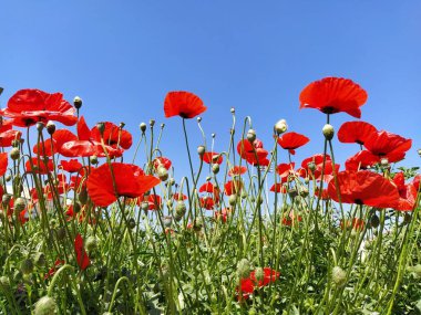 Güzel kırmızı gelincikler ve mavi bir gökyüzü. Yanında da fotoğraf var. Tarlada yabani gelincikler, panoramik çekim