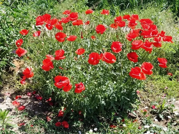 Kvetoucí Červené Makové Květy Straně Proti Modré Obloze Zdroj Opia — Stock fotografie