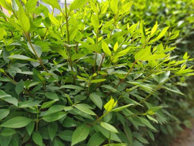 Yeşil yapraklı yeşil çit arka planı. Bahçedeki yeşil çalılar.