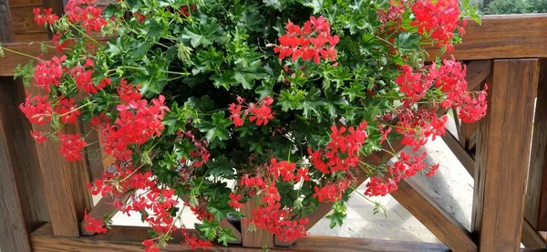 Ivy red geraniums on ethno fence. Pelargonium peltatum is a species of pelargonium known by the common names ivy-leaf geranium and cascading geranium. It is native to Africa
