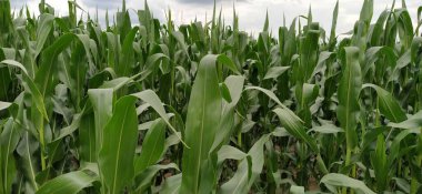 Mısır bitkileri. Mısır yetiştiren bir tarla. Tarım kavramı. Arazi tarımı ve mahsul üretimi. Tarım sektörü.