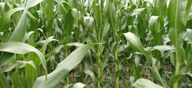 Mısır bitkileri yakın plan. Mısır yetiştiren bir tarla. Tarım kavramı. Arazi tarımı ve mahsul üretimi. Tarım sektörü.