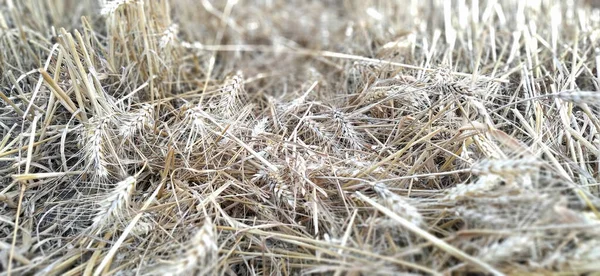 Stubble Stalks Cereal Plants Crops Harvesting Stalks Cake Ripe Wheat — Stock Photo, Image