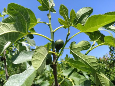 İncir ağacı. Daldaki meyveler. Güneşli iklimlerde meyveler olgunlaşır. Tropikal ve güney bitkileri ve yiyecek. Diyet vejetaryen yemeği. İncir ağacı ya da incir ağacı, ya da tütsülenmiş incir ağacı, Dut familyasından bir bitki türü..