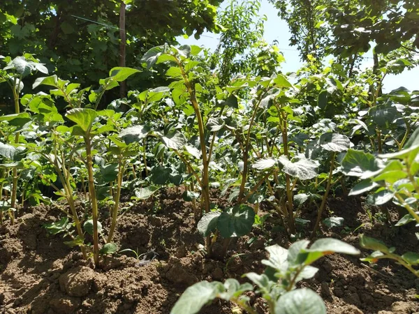 Planta Patata Las Papas Sombrilla Tuberosa Son Tipo Plantas Herbáceas — Foto de Stock