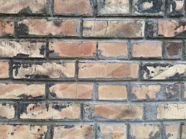 brick wall with black mold. Red retro brick with cement between stones. Structural damage, exposure to moisture and external factors on building materials.
