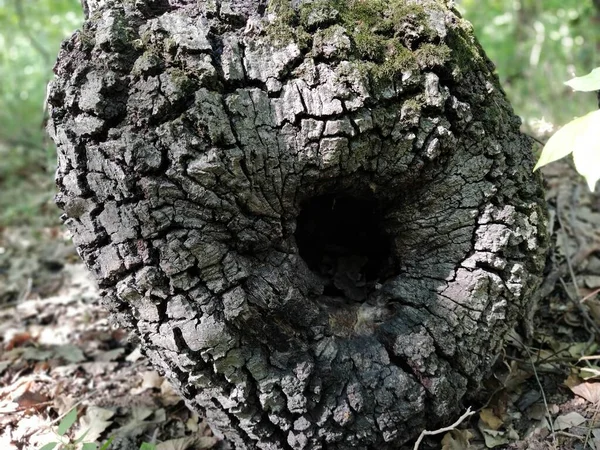 Leegte in een boomstam. Oude boom in het bos. Blaffende textuur. Een knoop, in de plaats waarvan een holte werd gevormd. Waar het bijkantoor aan de kofferbak is bevestigd — Stockfoto