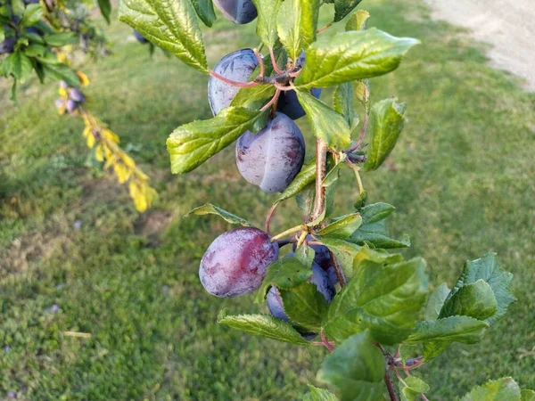 Pflaumen auf einem Zweig. Lila reife Früchte auf einem Pflaumenbaum. Grüne Blätter und ein paar Pflaumen. Ernte — Stockfoto