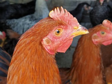 Kızıl bir horoz portresi. Kızıl sakallı ve taraklı bir kuş, yakın plan. Tavukta kahverengi tüyler. Çiftlikte kümes hayvanı yetiştiriciliği. Tavuk ileriye bakıyor. Yan profil.
